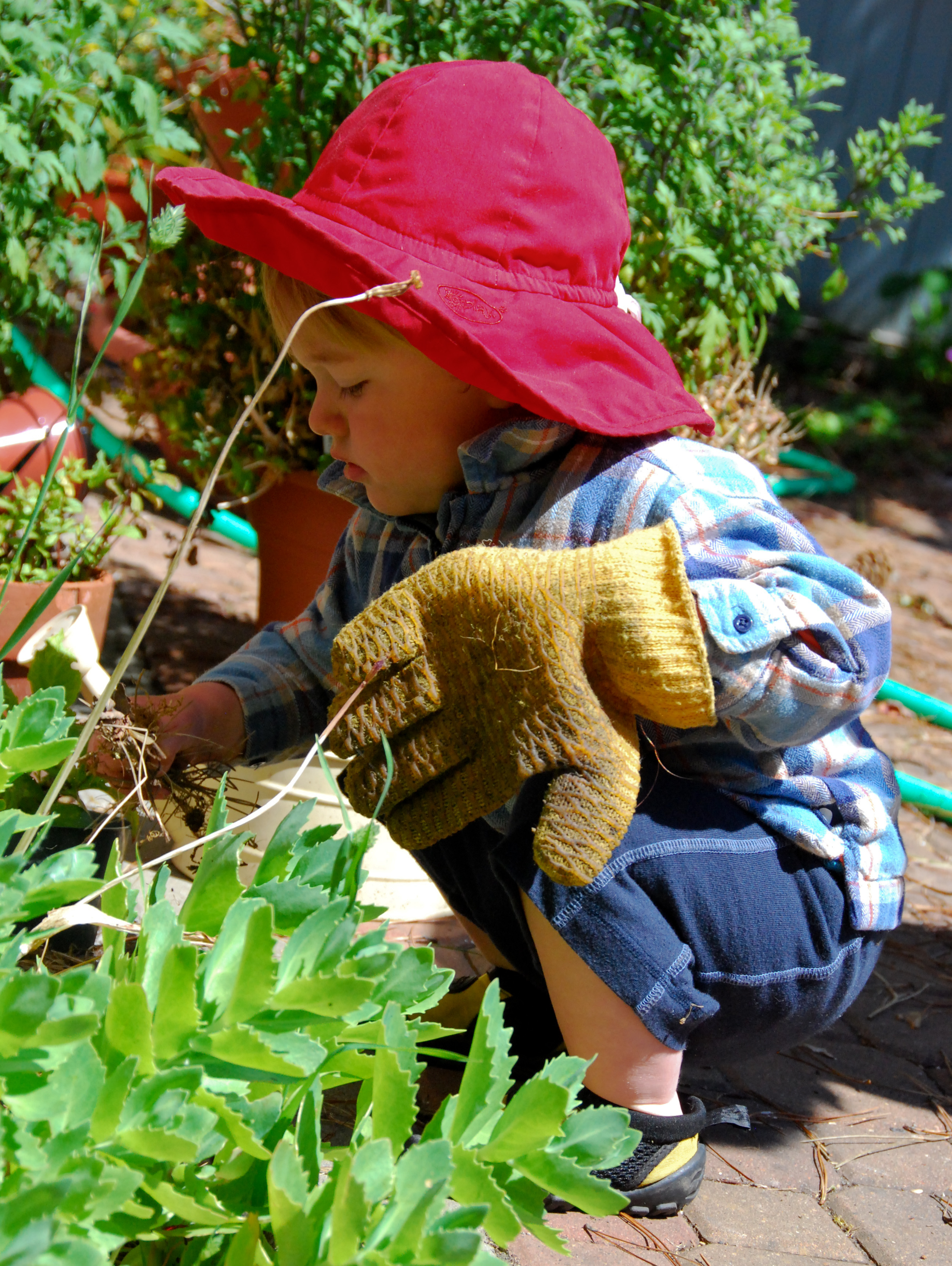 Orion in the Garden Orion in the Garden