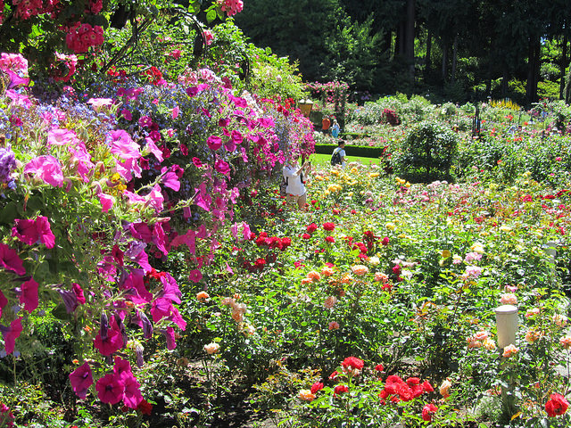 Summer Garden Plants