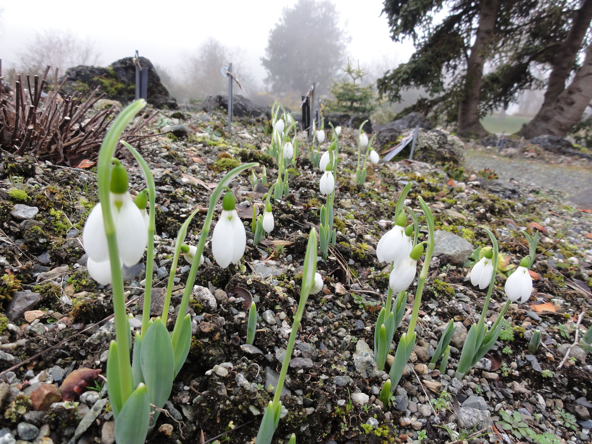 Winter garden flowers