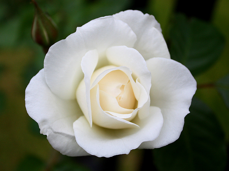 White Rose