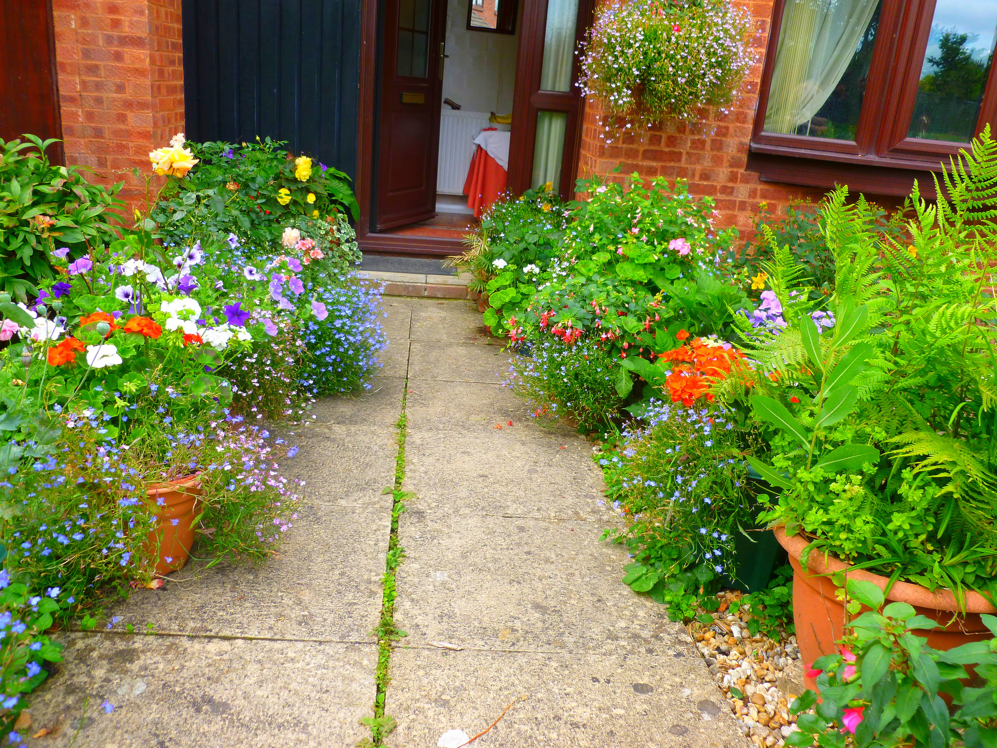 Garden plants along walkway
