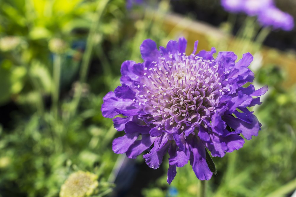 what flowers are in season in March