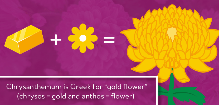 Chrysanthemum! Meaning