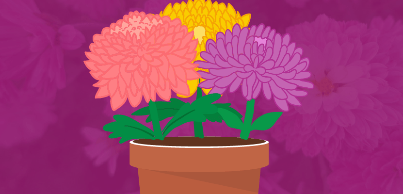 Chrysanthemum! Meaning