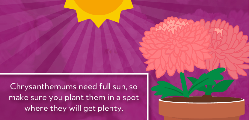 Chrysanthemum! Meaning