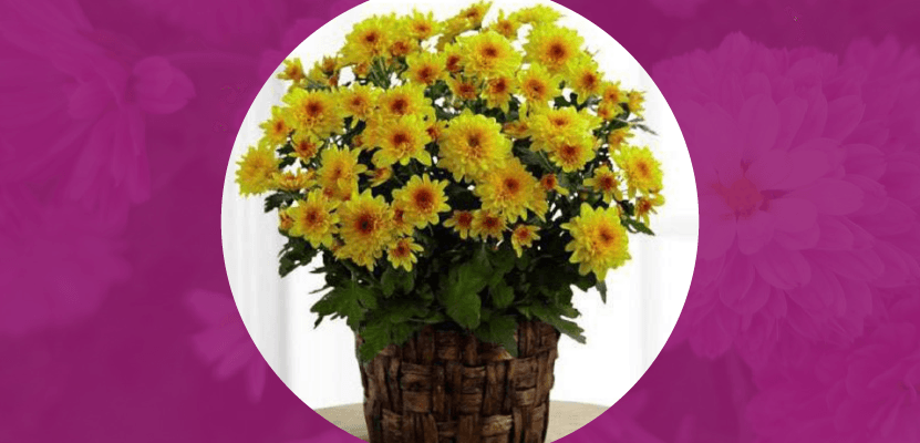Chrysanthemum! Meaning