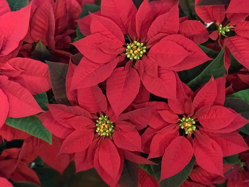 Lovely Poinsettias