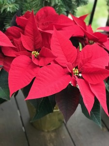 Beautiful Poinsettia