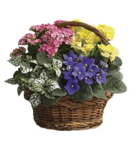 Assorted Blooming Plants in Basket