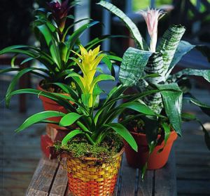 Bromeliad