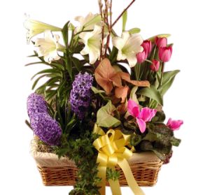 Giant Blooming Plant Basket