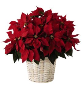 Poinsettia in Basket