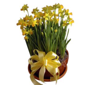 Potted Daffodils