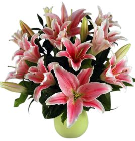 Stargazer Lilies