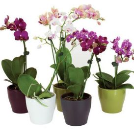 Teacup Orchid Plant