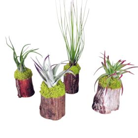 Air Plant on Cypress Stump