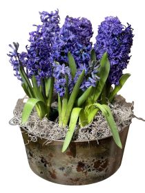 Potted Hyacinths