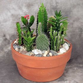 Cactus Garden