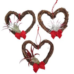 Cupid's Heart Air Plant