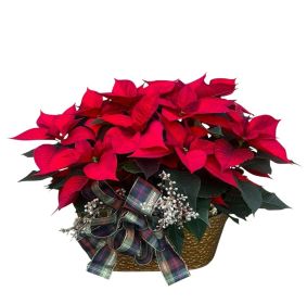 Deluxe Poinsettia Planter