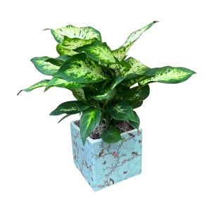 Dieffenbachia Plant