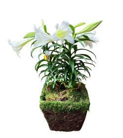 Double Easter Lily