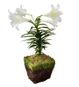 Easter Lily