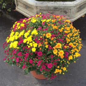Garden Mum Patio Planter