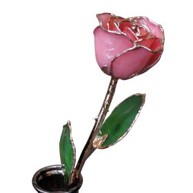 Gold Tipped Pink Rose