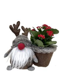 Gustav the Deer Gnome