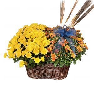Garden Mum Planter
