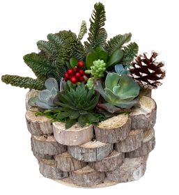 Holiday Delight Succulent Planter