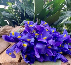 Blue Iris