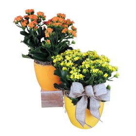 Desktop Planter