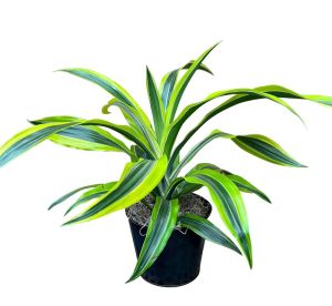 Lemon Lime Warneckii Plant