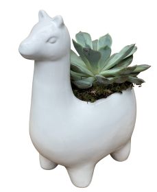 Llama Succulent Planter