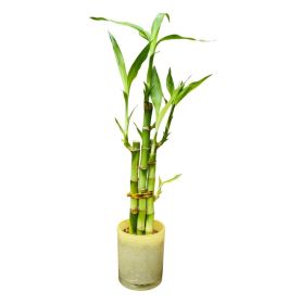 Lucky Bamboo