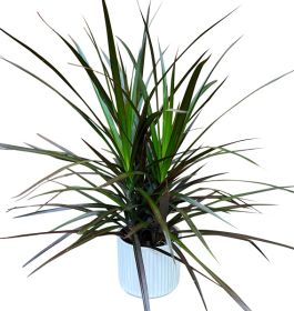Marginata Plant