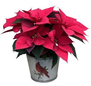 Merry Christmas Poinsettia
