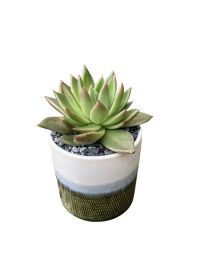 Ombre Succulent Garden