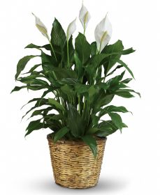 Peace Lily in Basket