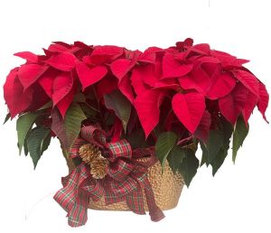 Luxury Poinsettia