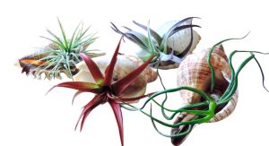 Sea Shell Air Plant