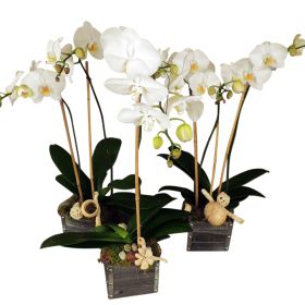 Shabby Chic Orchid Planter