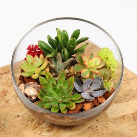 Succulent Terrarium Bowl