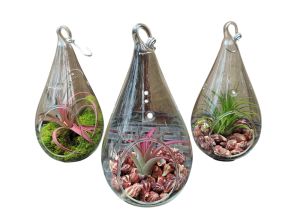 Tillandsia Glass Teardrop
