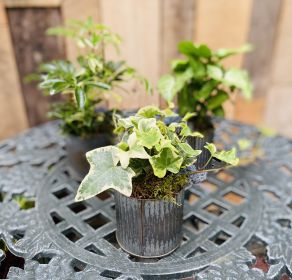 Urban Garden Minis