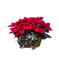 Premium Poinsettia Planter