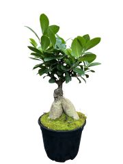 Ficus Ginseng Bonsai Tree