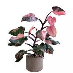 Pink Princess Philodendron Plant